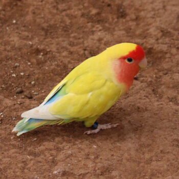 LUTINO PEACH FACED LOVEBIRD FOR SALE - Image 3