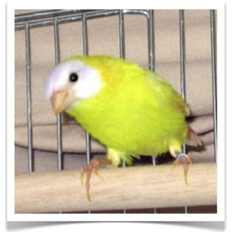 Buy Lutino Parrotfinch Online