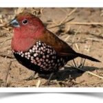 Buy Rosy Twinspot Online