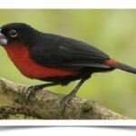 Buy Western Bluebill Online