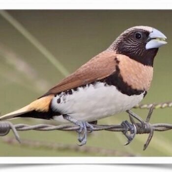 Buy Mannikin - Chestnut-Breasted Online - Image 2