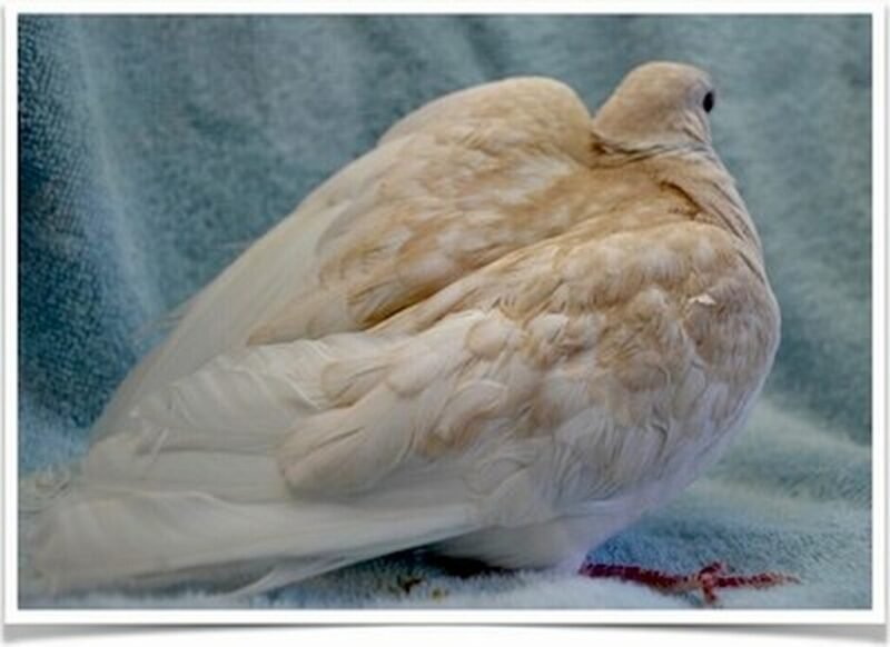 Buy Orange Pearl Dove Online