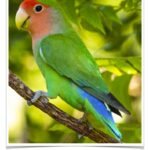 Buy Lovebirds - Peach-faced Online