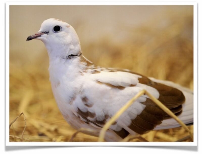 Buy Pied Doves Online