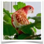 Buy Rubino Golden Mantle Online