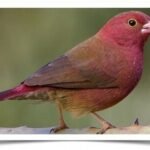Buy Red-Billed Firefinch Online