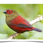 Buy Red-faced Crimsonwing Online