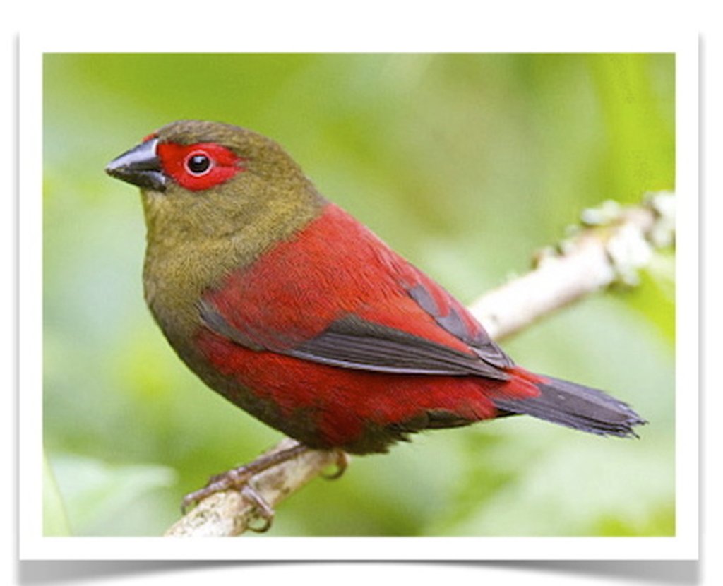 Buy Red-faced Crimsonwing Online
