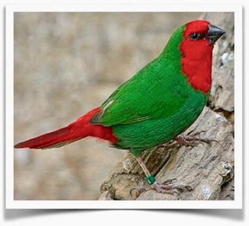 Buy Red-faced Parrotfinch Online