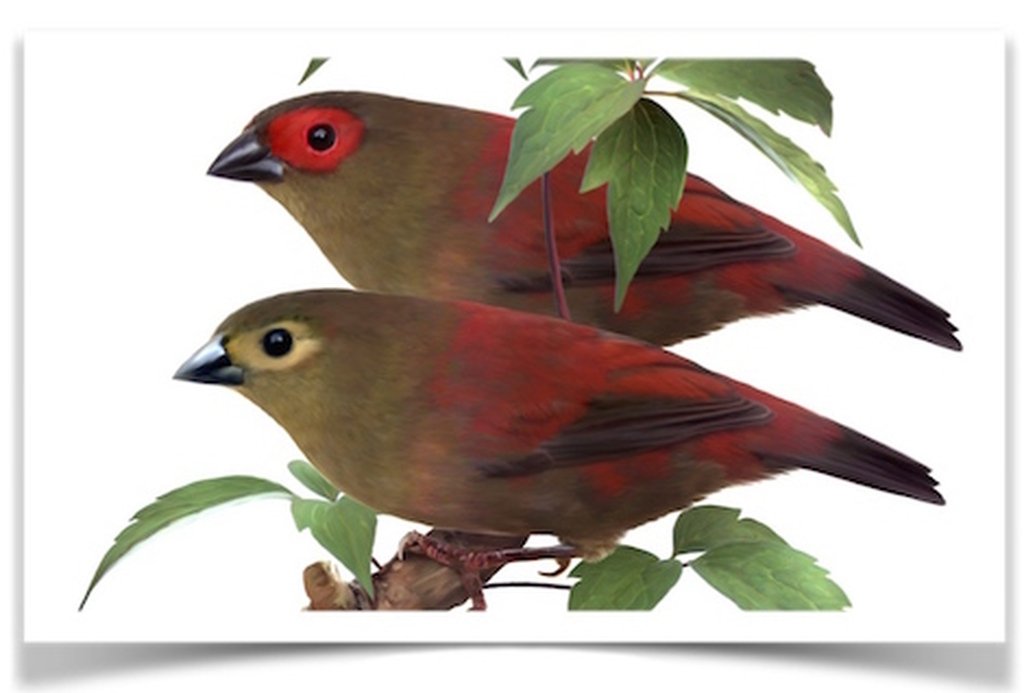 Buy Red-faced Crimsonwing Online - Image 2