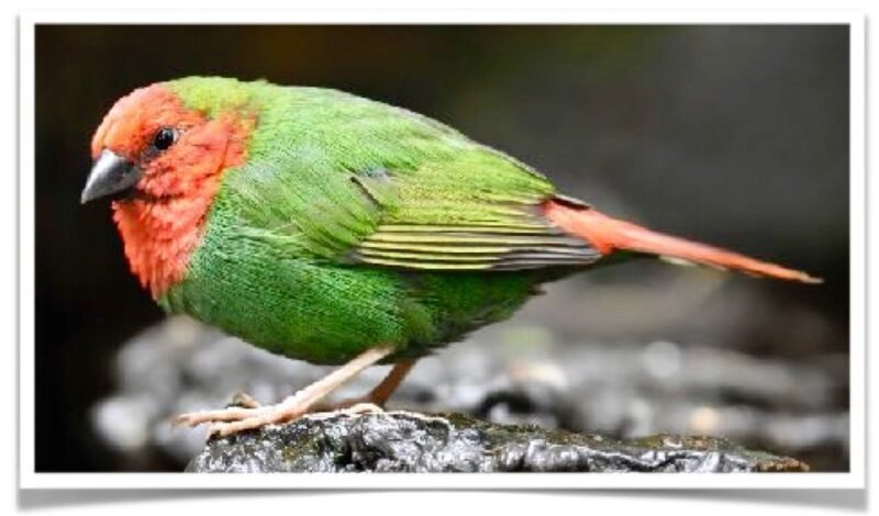 Buy Red-faced Parrotfinch Online - Image 2