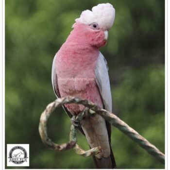 Buy Rose Breasted Cockatoo Online - Image 3