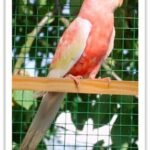 Buy Bourke Parakeets - Rubino Online