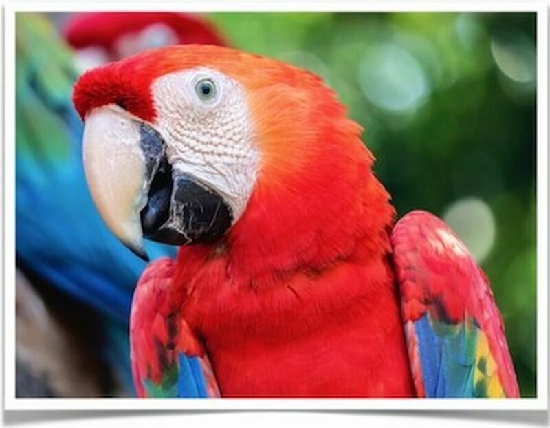 Buy Scarlet Macaw Online - Image 3