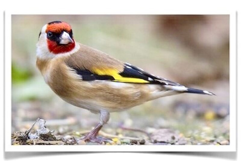 Buy Siberian Goldfinch Online