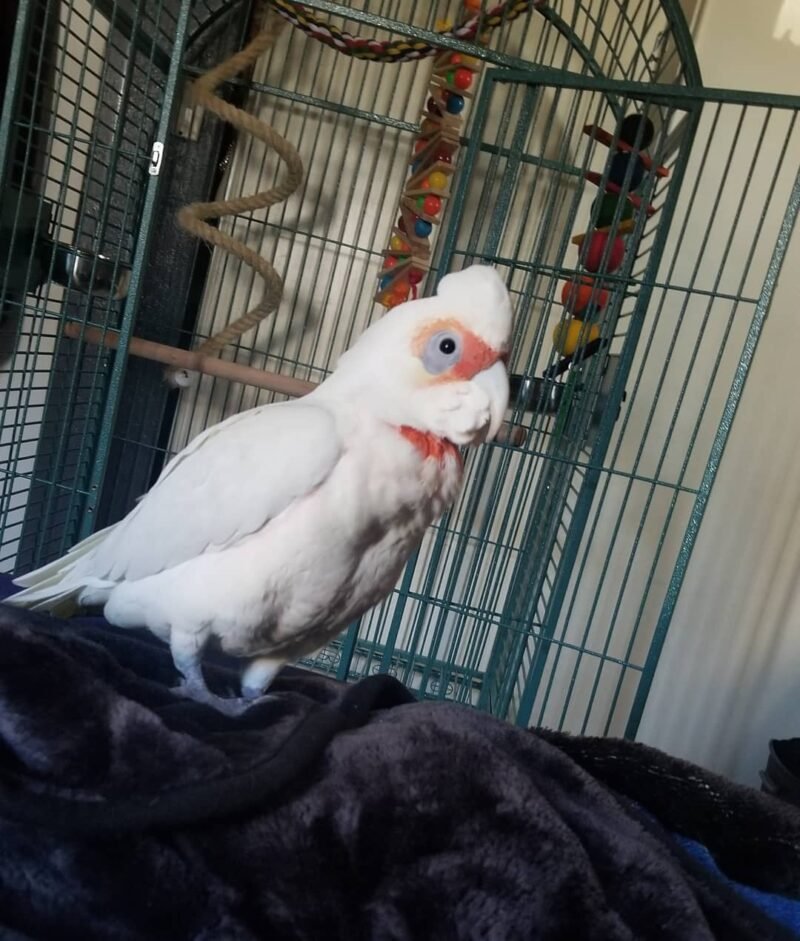 Slender-Billed Cockatoo