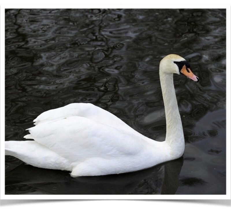 Buy White Mute Swan - Adult Pairs Only Online