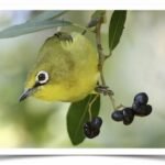 Buy Yellow White-eyed Online