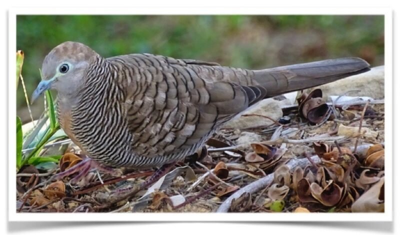 Buy Zebra Doves Online - Image 2