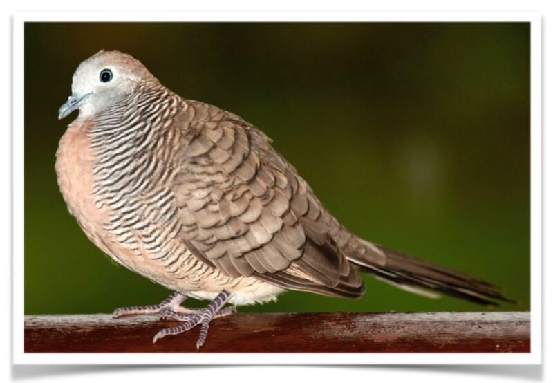 Buy Zebra Doves Online