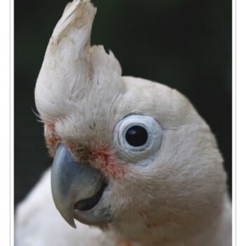 Buy Goffin's Cockatoo Online - Image 2