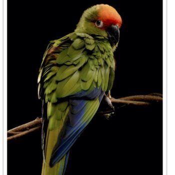 Buy Gold Capped Conure Online - Image 2